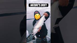 🤫 Winter Chinook Salmon 🍣 Pt Wilson Dart 🍎Washington🍏 January King 👑 [upl. by Latsirc563]