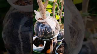 Root propagation in plat ficusplant redmachera chinadol and rubber plant rubberplant [upl. by Lezti214]