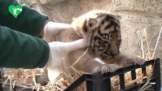 Una tenera cucciola di tigre di Sumatra è nata al Bioparco di Roma [upl. by Anastasius]