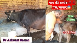 💥Pyometra in Cow 👉Symptoms amp Treatment👌Artificial insemination in same cattle  Dr Ashwani Bassan [upl. by Bevers]