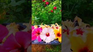 4 Type Hibiscus Flower garden hibiscus harvesting youtubeshorts viralvideo shortsfeed ytshort [upl. by Assedo]