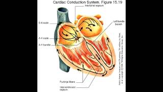 Cause and Treatment  Sinus Bradycardia [upl. by Aronid658]