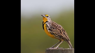 Eastern Meadowlark [upl. by Fabe]