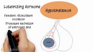 Endocrine System Follicle Stimulating Hormone Luteinizing Hormone Prolactin v20 [upl. by Viguerie]