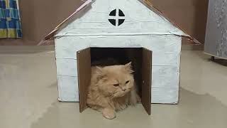 Transform simple box into a cat house  cardboard house for cats DIY  cat house making [upl. by Naugan589]