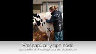 Lymph node palpation in ruminants [upl. by Lolly]