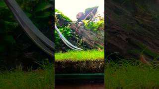 Dwarf Hairgrass  Trimming ✂️ shorts shortsindia aquaticplants plantedaquarium [upl. by Fidellas]