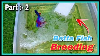 Part  2 🤩 How to Breed Betta Fish Step by Step 🤩  Successful Betta Fish Breeding Tutorial at Home [upl. by Dagna933]