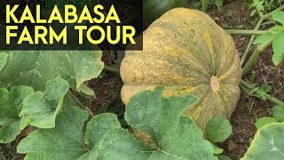 Asian Pumpkin Farming and Harvesting Kalabasa Farm Tour  Agribusiness How It Works [upl. by Irotal]