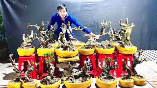 Khế bonsai 17 Trần Nên 0352240908 giao lưu 36 phôi Khế Gân mini giá dễ chơi cây già có dáng [upl. by Seed]