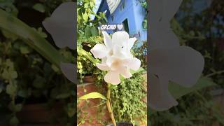 Orchid flower 🤍 flowers orchid shorts shortvideo [upl. by Worrad]