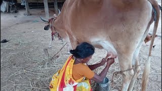 Pure Milk Payasam Recipe  Cow Milking Payasam Cooking  Village Mummy Cooking  Cooking Kalata [upl. by Cassil934]