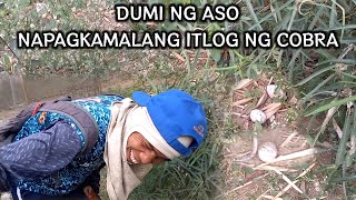 DUMI NG ASO NAPAGKAMALANG ITLOG NG COBRA  JTG Kamandag [upl. by Ronica]