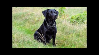 Labrador Barking Voice  My Cute Lovely Labra Dog  Amit Bhardwaj [upl. by Waynant]