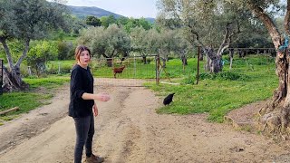 Cogiendo estacas pa hacer un corral al gallo la docena de huevos a 5€ [upl. by Ecilahs226]