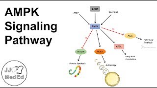 AMPK Signaling Pathway Regulation and Downstream Effects [upl. by Ialokin924]