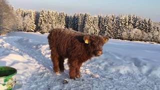 Scottish Highland Cattle In Finland Calf mooing on a cold winter day 22nd of January 2018 [upl. by Krutz]