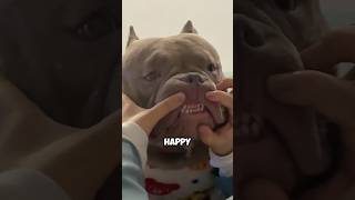 Gentle bully dog shortvideo animals healing pets dog cute love shortvideo shorts [upl. by Rakia]