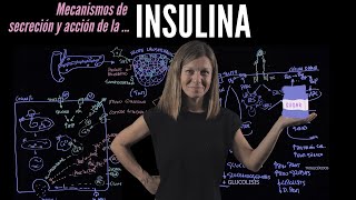 INSULINA mecanismos de secreción y activación de sus células diana [upl. by Heinrich144]