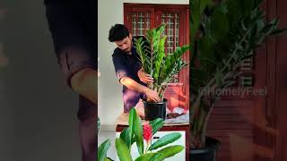 Giant ZZ Plant Repotting 🌿shorts homelyfeel zzplant plantcare plants [upl. by Syhr102]