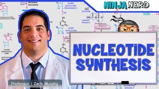 Metabolism  Nucleotide Synthesis  Purine amp Pyrimidine Synthesis [upl. by Ayekim]