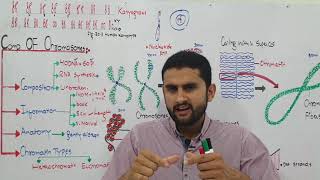 Ch 20 Lec3 Composition of chromosomes Fsc Part 2 UrduHindi lecture MDCATNEETNCERT by M Bilal C [upl. by Abigail]