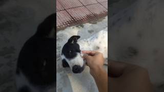 Mere liyee tum Kaafi Ho 🐶😘😊❤ rescuelife animal pets cute love youtube shortsdogschristina [upl. by Euf]