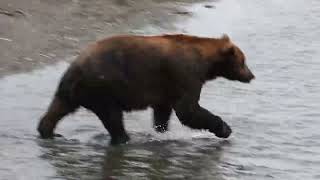 Bear 151  Katmai National Park Brooks Falls [upl. by Hogue]