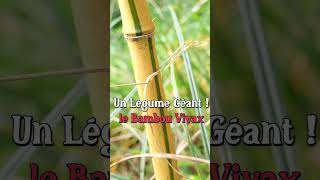 Un légume géant  le bambou vivax permaculture [upl. by Jard]