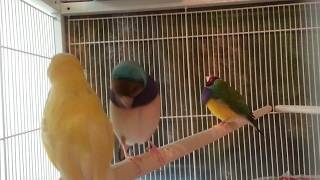 Two of My Young Male Gouldians Practice Mating Song and Dance [upl. by Bautista]