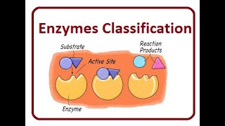 Enzyme Classification and Nomenclature  2024 [upl. by Dolloff78]