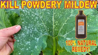 Kill Powdery Mildew With This Natural Garden Remedy Hydrogen Peroxide [upl. by Hermine]