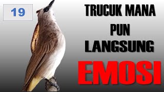 Trucukan ROPEL PANJANG Buat Pancingan Burung Trucukan Agar Bunyi Jadikan Trucukan Gacor NYAUT 19 [upl. by Atilol]