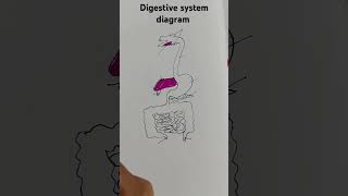 Digestive system diagram drawing diagram shorts [upl. by Lelith]