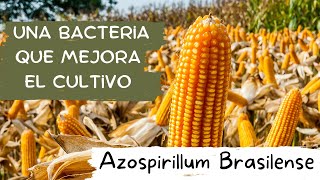 Azospirillum brasilense una bacteria que mejora el cultivo [upl. by Nolyaw41]