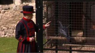 The ravens Guardians of the Tower of London [upl. by See]