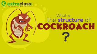 What is the structure of cockroach  Biology  Extraclasscom [upl. by Hannah807]