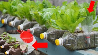 Cheap and Easy Container Gardening Step by Step [upl. by Leirbaj]