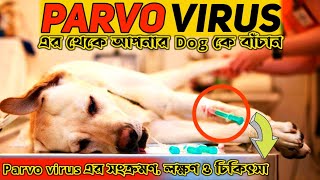 Parvo Virus Symptoms amp Treatment  পার্ভো ভাইরাস আক্রান্ত কুকুরের Symptoms এবং Treatment কি কি [upl. by Walcoff]