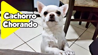 Chico o Chihuahua em quotCachorro Chorandoquot Crying Chihuahua [upl. by Treiber]