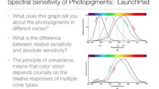 Perception52 Color and the visual systemTrichromatic [upl. by Napier]