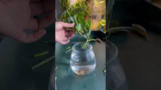 Philodendron Melanochrysum plants houseplant propagation propagation indoorplants plant [upl. by Yauqaj]