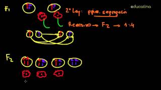 Las Leyes de Mendel [upl. by Leventhal]