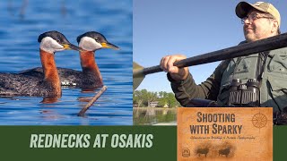 Rednecked Grebes at Osakis amp Birding Blind bird photography from a kayak Shooting with Sparky [upl. by Buiron382]