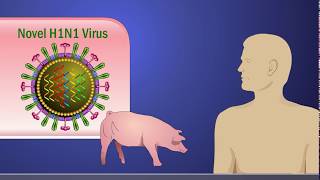 Antigenic Shift and the H1N1 Influenza A Virus [upl. by Olbap]