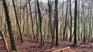 Walking in woods at North Nibley No sound [upl. by Longfellow]