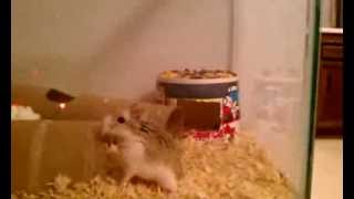 Hamsters hopping and jumping [upl. by Ecirtemed]