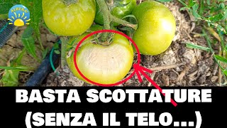 Basta SCOTTATURE su POMODORI e PEPERONI soluzione SENZA il telo Prova pratica del CAOLINO [upl. by Ailahs693]