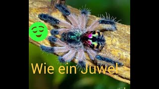 BRASILIANISCHE JUWELEN VOGELSPINNE Typhochlaena seladonia  BRAZILIAN JEWEL TARANTULA [upl. by Kaehpos]