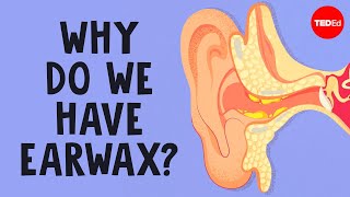 What is earwax — and should you get rid of it  Henry C Ou [upl. by Kai377]